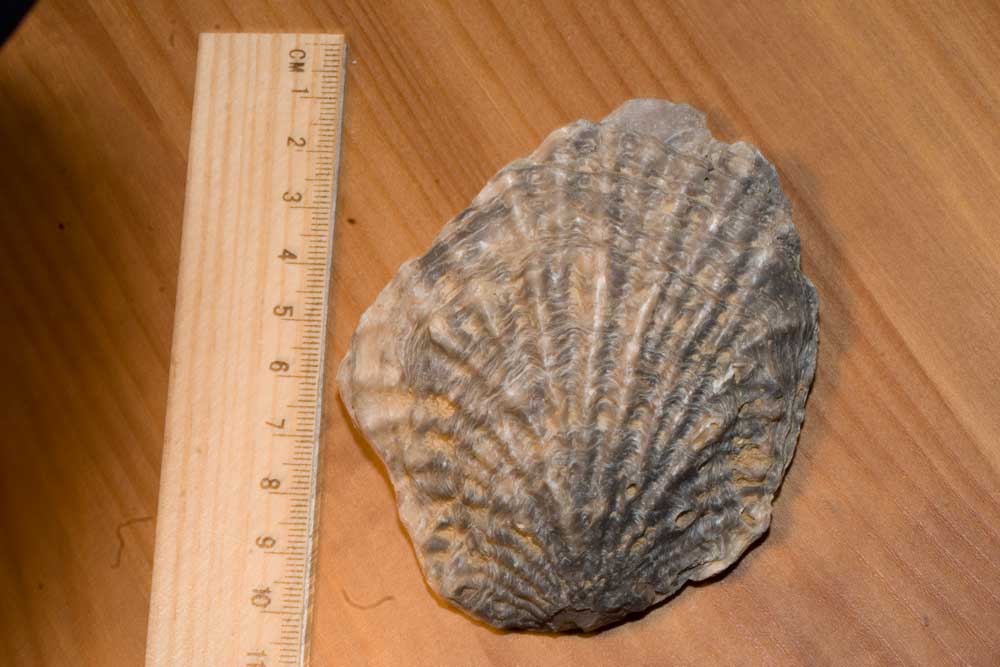 Fossili Tunisini